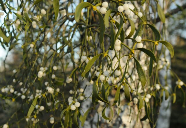 Freezing tolerance of seeds can explain differences in the distribution of two widespread mistletoe subspecies in Europe
